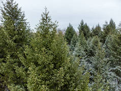 云杉绿树分枝毛皮特写的森林覆盖着轻雪，空中俯瞰着无人机。冬季寒冷自然中的常绿松树