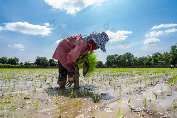 亚洲农民正在稻田里移植水稻幼苗，而稻田已经精疲力尽了.