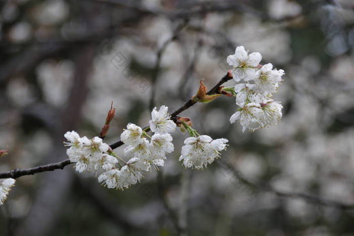 春天,关闭白梅花,白梅花,梅花