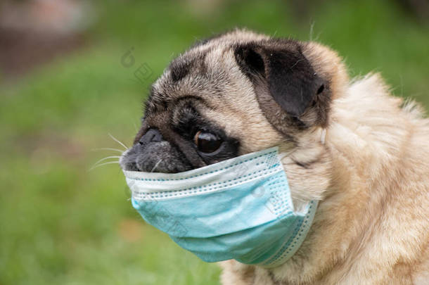 <strong>2021</strong>年春，科维德19流感大流行期间，一只戴着医疗面罩的哈巴狗在公园的草地上散步