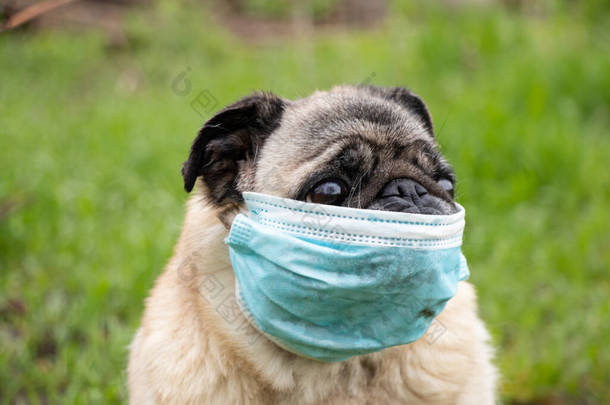 <strong>2021</strong>年春，科维德19流感大流行期间，一只戴着医疗面罩的哈巴狗在公园的草地上散步
