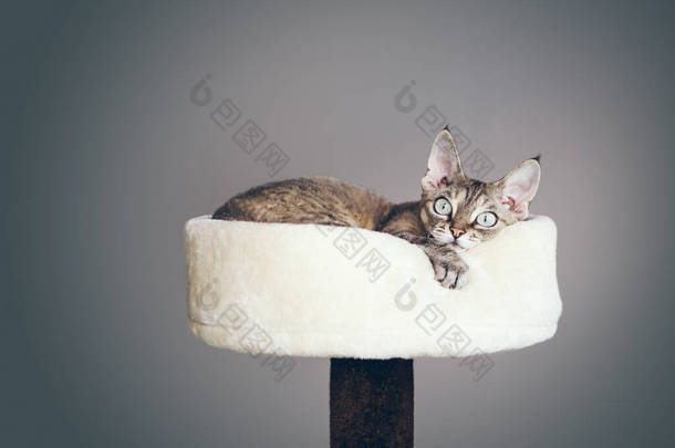 一张德文郡雷克斯猫的近照，它的脸很滑稽地躺在猫的家具塔窝上。自然光照片