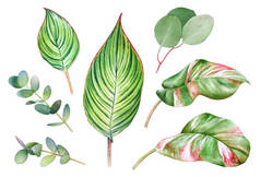 热带植物的绿叶在白色背景上被隔离.水彩画