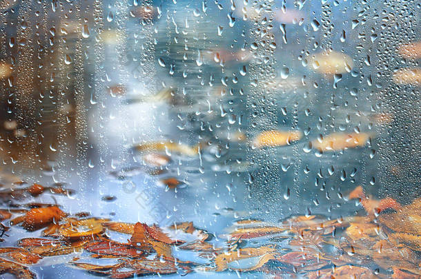 秋天的落叶秋天的黄叶湿透了十月的天气