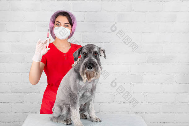 兽医在诊所给纯种狗注射疫苗的兽医兽医给狗注射疫苗 