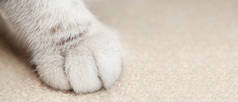 猫柔软的米色爪子在宏观上紧密相连.软焦点.