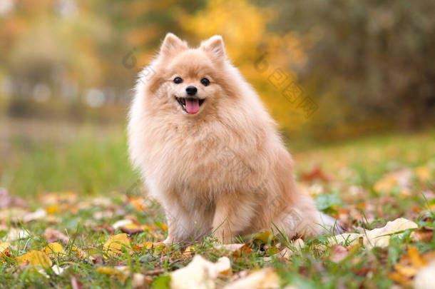 <strong>美丽</strong>的波美拉尼亚斯皮茨犬的画像，<strong>可爱</strong>的、快乐的小狗在金秋公园散步，坐在五彩斑斓的黄叶上，张开嘴笑着. 
