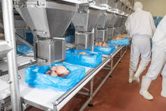 肉类加工厂.在鸡场工作的人.库存照片.现代食品制造厂自动化生产线.