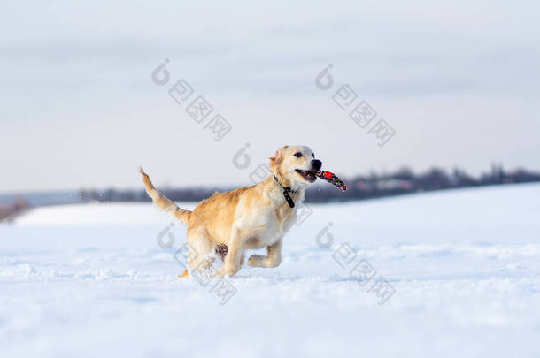 狗在雪地里<strong>飞奔</strong>