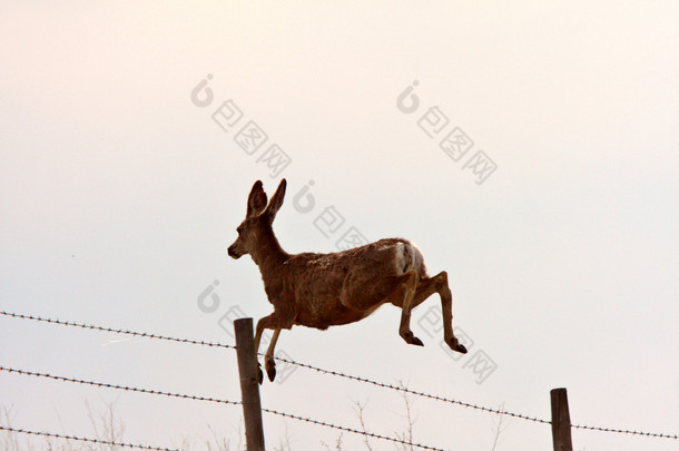 骡鹿跨越铁丝网围栏