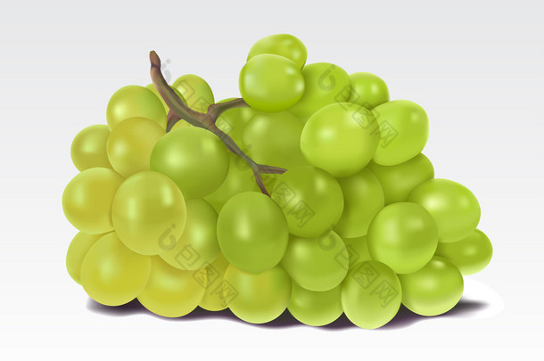 绿色的葡萄