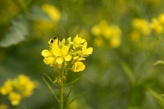 绿芥末黄色花场