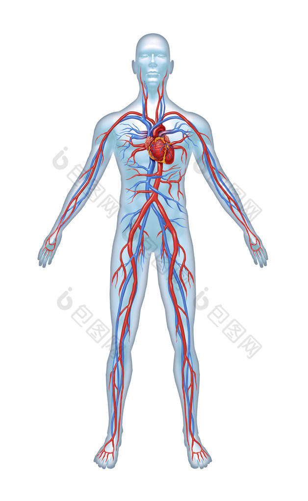 人体心血管系统
