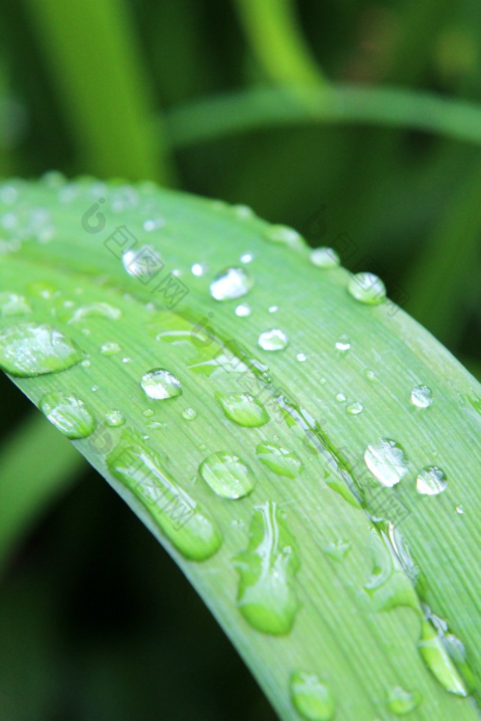 湿的植物叶子图片-包图网企业站