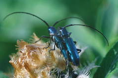 爱的昆虫。坐在一棵植物上的两个甲虫.