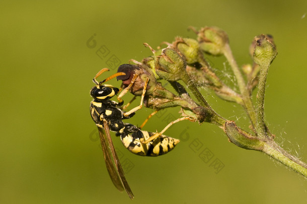 马蜂 <strong>cf</strong> gallicus。纸黄蜂