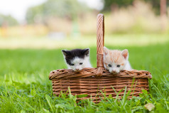 两只小猫咪在柳条筐里