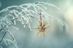 上一株草浪漫卡圣诞雪花