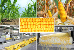 玉米生产、 拼贴