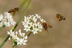 蜜蜂飞行、 蚜和大蒜 （葱属花)