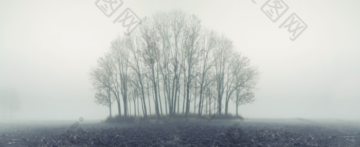 在有雾的秋日的小森林图片-包图网企业站