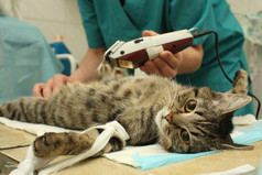 兽医的办公室，外科手术的猫.