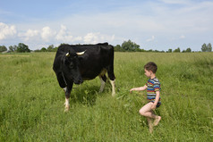 小男孩喂牛草.