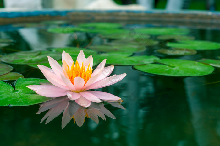 美丽的粉红色睡莲或莲花花，在池塘里