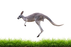 灰色袋鼠跳上孤立的绿草