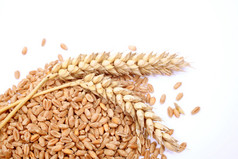 谷物和谷物小麦穗。小麦在白色背景上孤立.