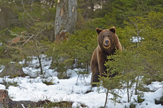 棕色的熊，在树林里的冬天