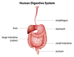 人类消化系统
