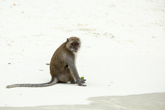 在泰国海滩上的猴子