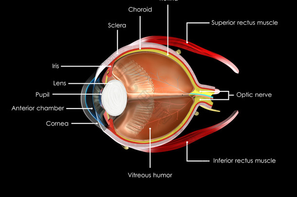 <strong>眼部</strong>解剖