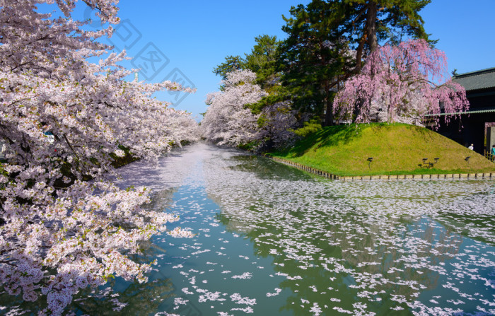 樱花在弘前公园日本图片-包图网企业站