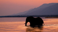 野生大象在水中