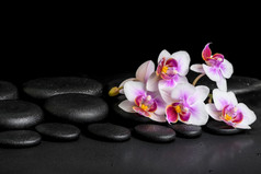 美的水疗中心背景的黑色紫色兰花蝴蝶兰 