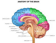 人脑解剖 