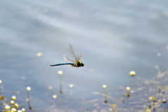 在水面上飞的蜻蜓特写