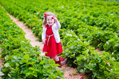 对某农场的场长，采摘草莓的小女孩