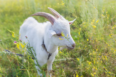 在草原上吃草的山羊的肖像