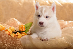 有趣的小狗，用一束鲜花