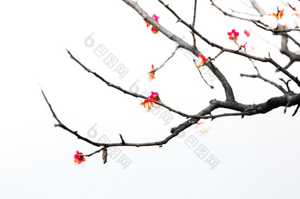 孤立在白色背景上的新鲜的李子树花