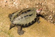 红鼻子龟