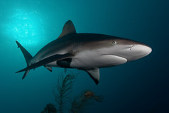 鲨鱼，水下图片