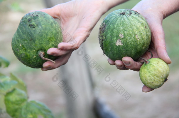 在村子里的植物与自然