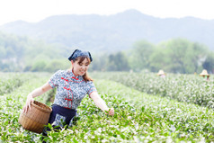 亚洲种植园采茶的漂亮女孩