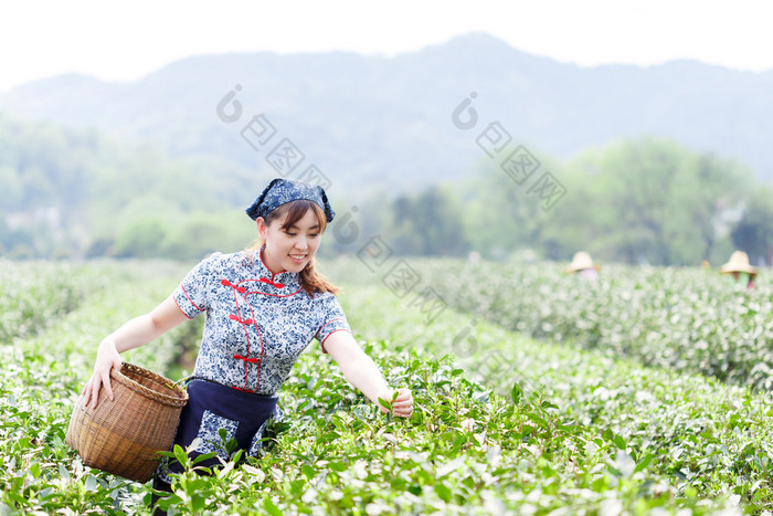 亚洲种植园采茶的漂亮女孩