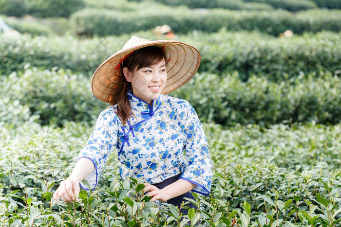 亚洲种植园采茶的漂亮女孩