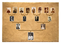 树上的家族史